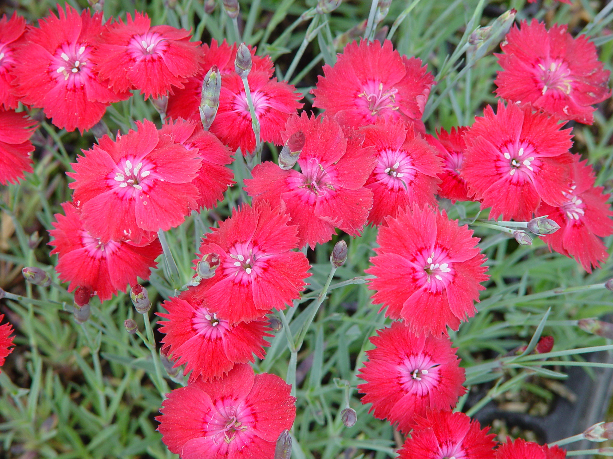 Dianthus plumarius 'Ruby'